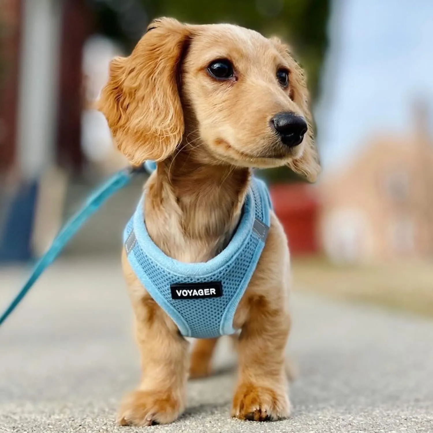 Best Pet Supplies - All Weather Mesh, Reflective, No Pull Harness for Small, Medium Dogs, Cats - Secure with Hook & Loop Fastener, Buckle, Double D-Rings - Baby Blue, S