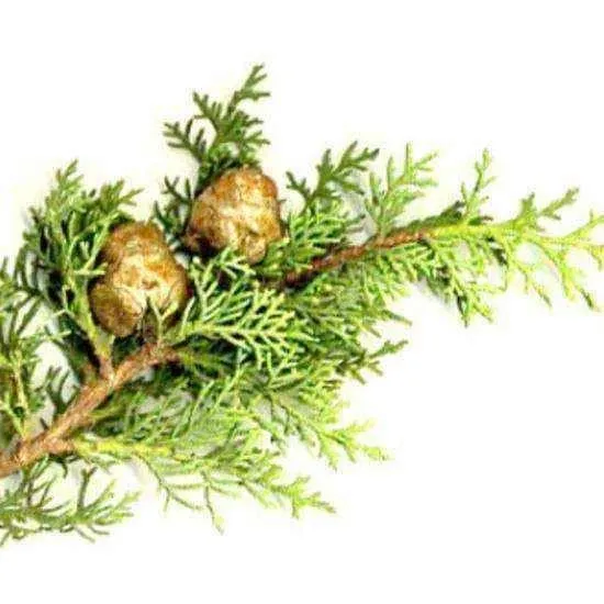 CYPRESS OIL 10ml, antitussive, strong sedatives, nerve disorders, hemorrhoids