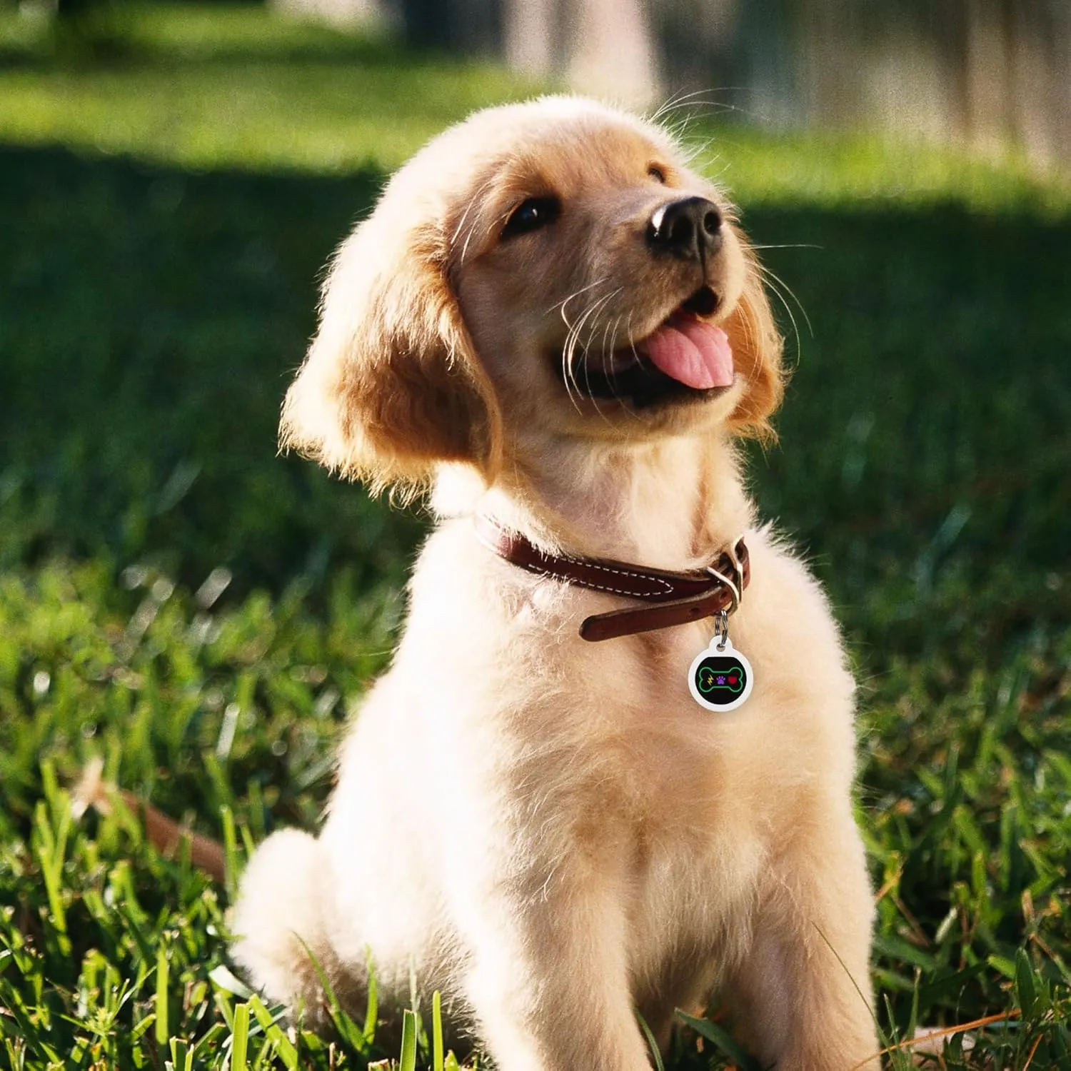 QR Code Dog Tag Silent Id Pet Tags Personalized Name Plate with Online Profile (Bingo Bone, Bone)